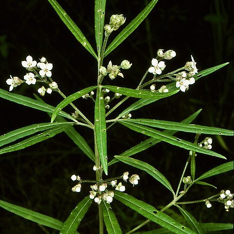 Zieria caducibracteata unspecified picture