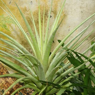 Tillandsia capitata unspecified picture