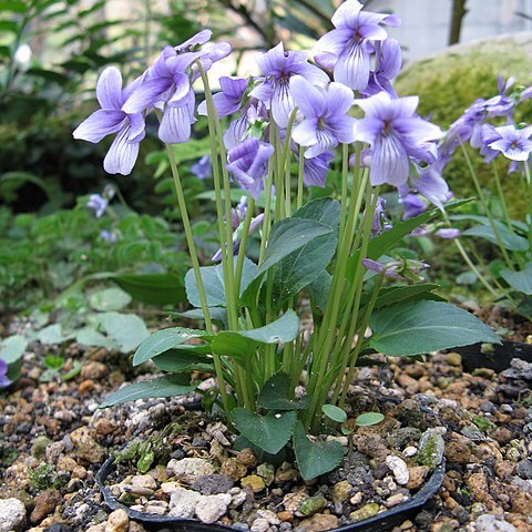 Viola prionantha unspecified picture