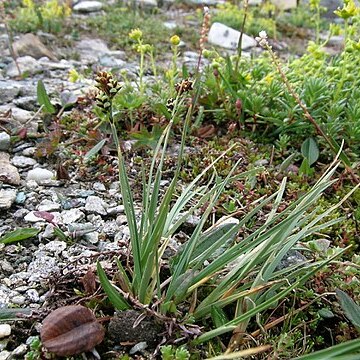 Carex bicolor unspecified picture