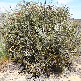 Banksia elderiana unspecified picture