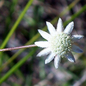 Actinotus minor unspecified picture