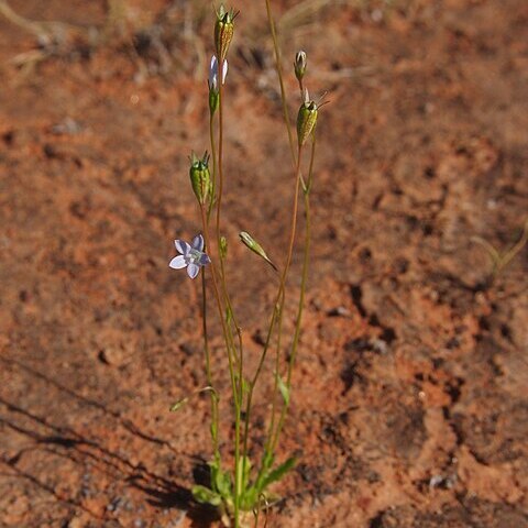 Wahlenbergia tumidifructa unspecified picture