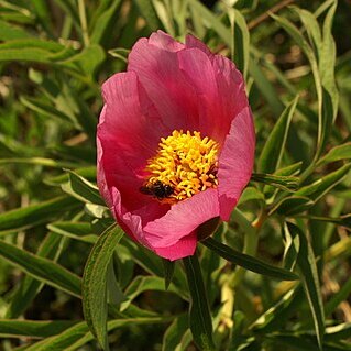 Paeonia arietina unspecified picture