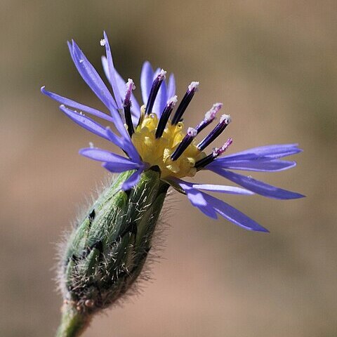 Volutaria crupinoides unspecified picture