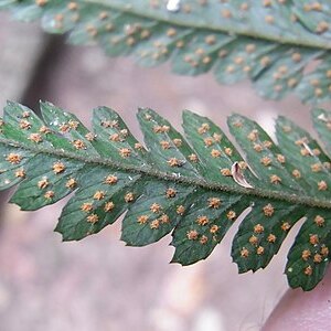 Lastreopsis marginans unspecified picture