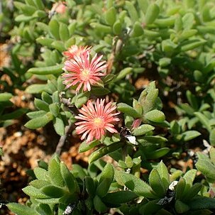 Delosperma rogersii unspecified picture