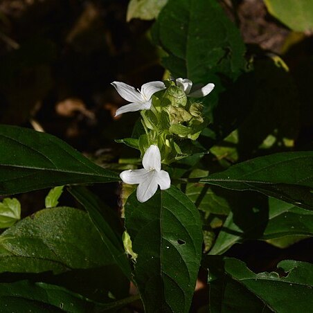 Yeatesia viridiflora unspecified picture