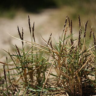 Zoysia macrantha unspecified picture