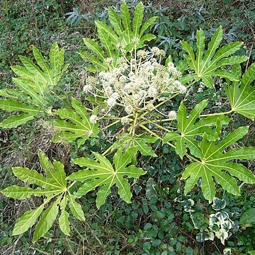 Fatsia unspecified picture