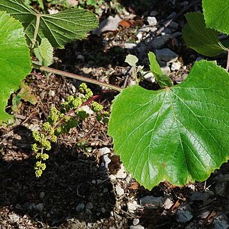 Vitis berlandieri unspecified picture