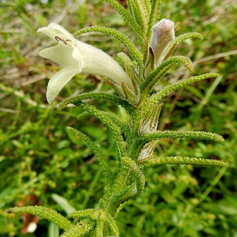 Chloanthes stoechadis unspecified picture