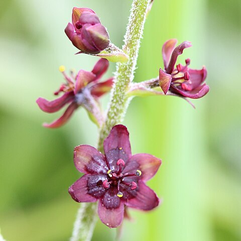 Veratrum maackii unspecified picture