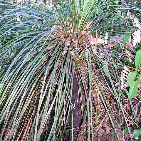 Xanthorrhoea arborea unspecified picture