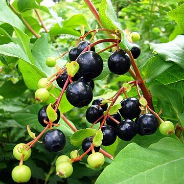 Vaccinium arctostaphylos unspecified picture