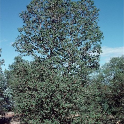 Eucalyptus brachyphylla unspecified picture