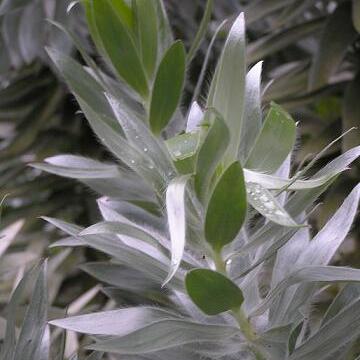 Leucadendron unspecified picture