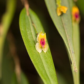 Lepanthes cerambyx unspecified picture