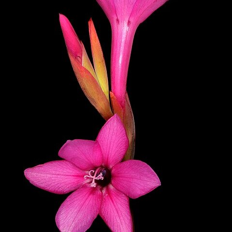 Watsonia coccinea unspecified picture