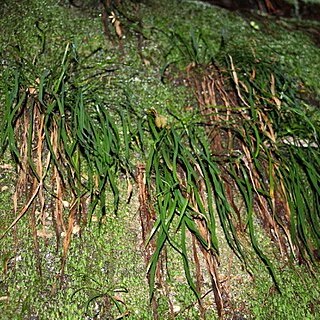 Haplopteris elongata unspecified picture