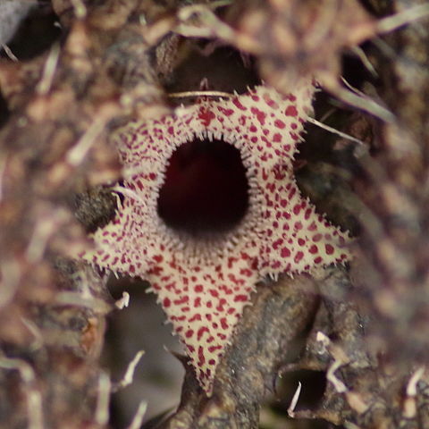 Stapelianthus unspecified picture