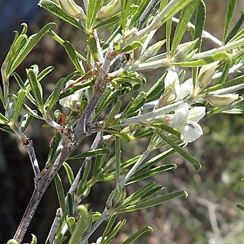 Otholobium candicans unspecified picture