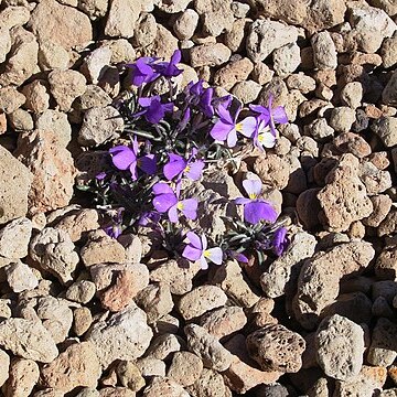 Viola cheiranthifolia unspecified picture