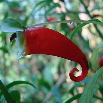 Impatiens paucidentata unspecified picture