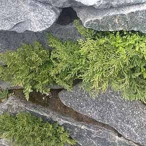 Cryptogramma cascadensis unspecified picture