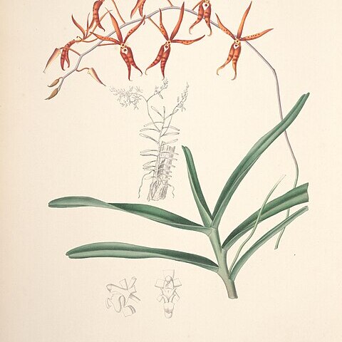 Renanthera matutina unspecified picture