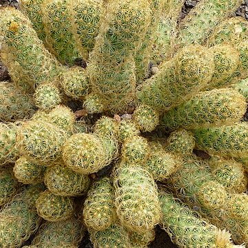 Mammillaria elongata unspecified picture