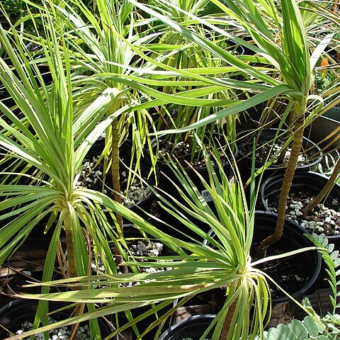 Wilkesia gymnoxiphium unspecified picture