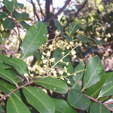 Cupaniopsis unspecified picture