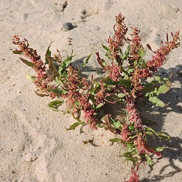 Chenopodium acerifolium unspecified picture