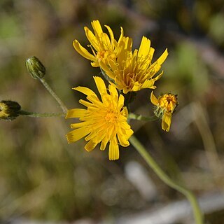 Hieracium pluricaule unspecified picture