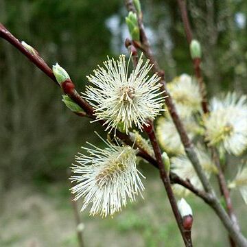 Salix acutifolia unspecified picture