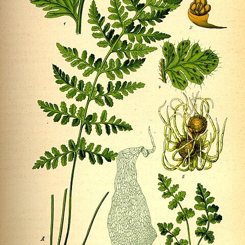 Woodsia alpina unspecified picture