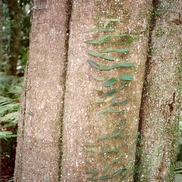 Planchonella australis unspecified picture