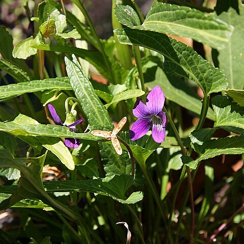 Viola betonicifolia unspecified picture