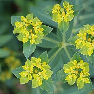 Euphorbia corallioides unspecified picture