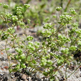 Radiola linoides unspecified picture