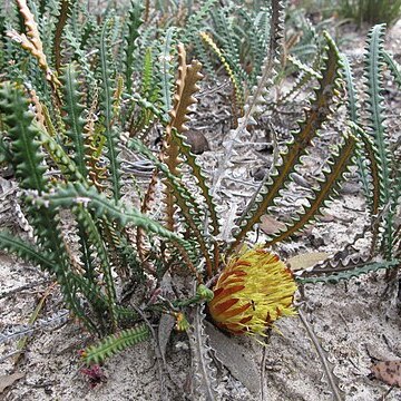 Banksia obtusa unspecified picture