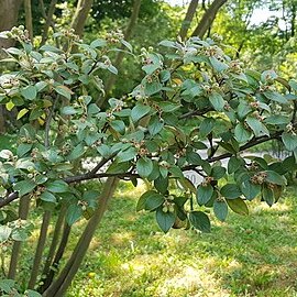 Cotoneaster melanocarpus var. laxiflorus unspecified picture