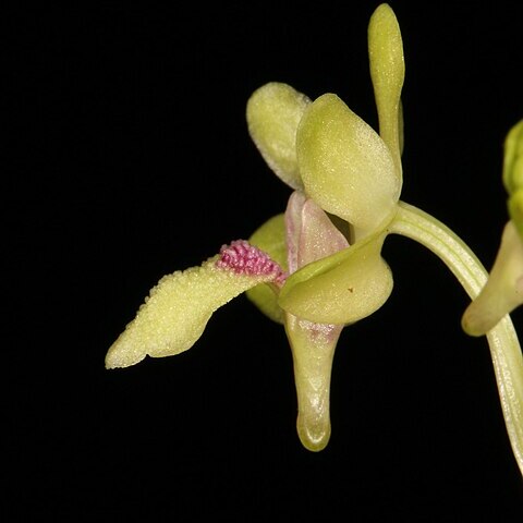 Holcoglossum phongii unspecified picture