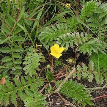 Potentilla anserina unspecified picture