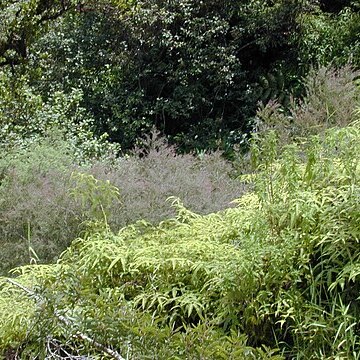 Leptospermum morrisonii unspecified picture