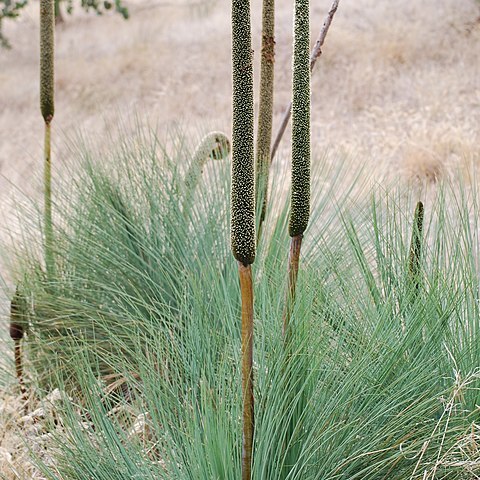 Xanthorrhoea semiplana unspecified picture