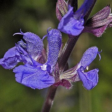 Salvia amplexicaulis unspecified picture