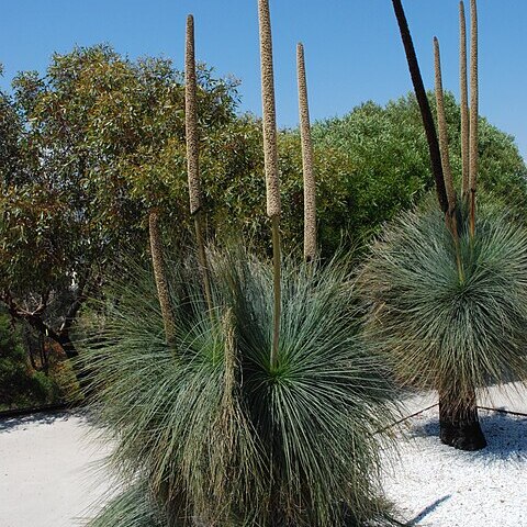 Xanthorrhoea unspecified picture