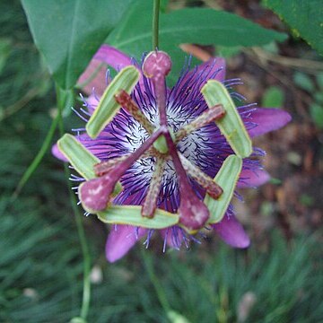 Passiflora loefgrenii unspecified picture